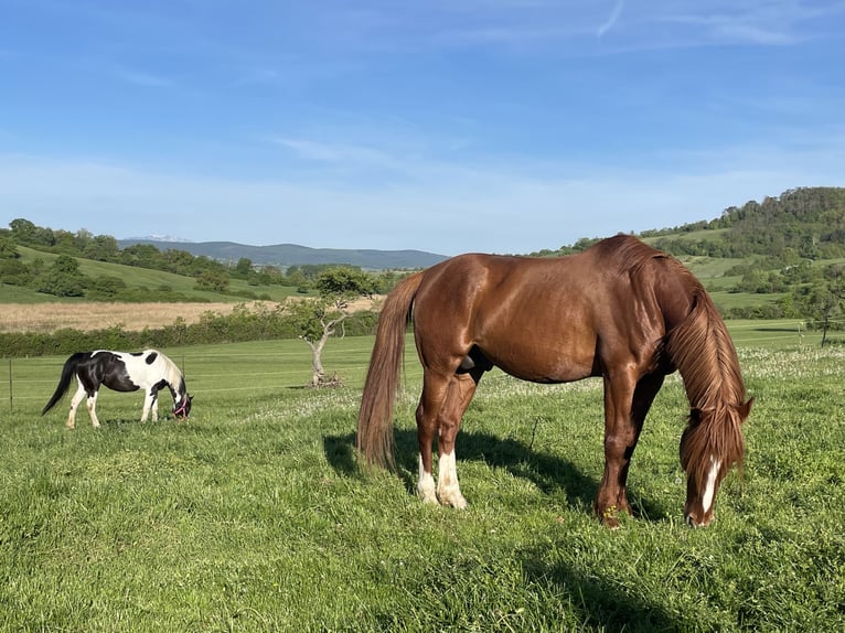 Kisber Hingst 12 år 170 cm fux in Schattendorf