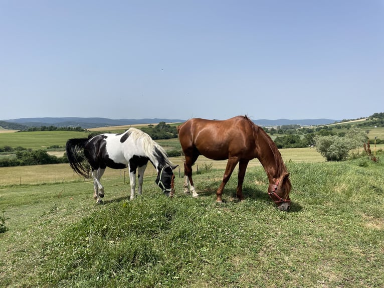 Kisber Hingst 12 år 170 cm fux in Schattendorf