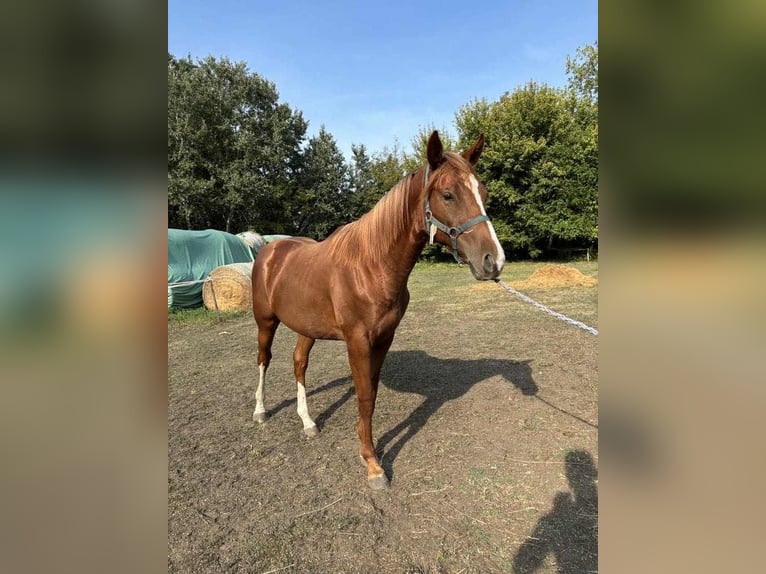 Kisber Hingst 1 år 155 cm fux in Kajárpéc