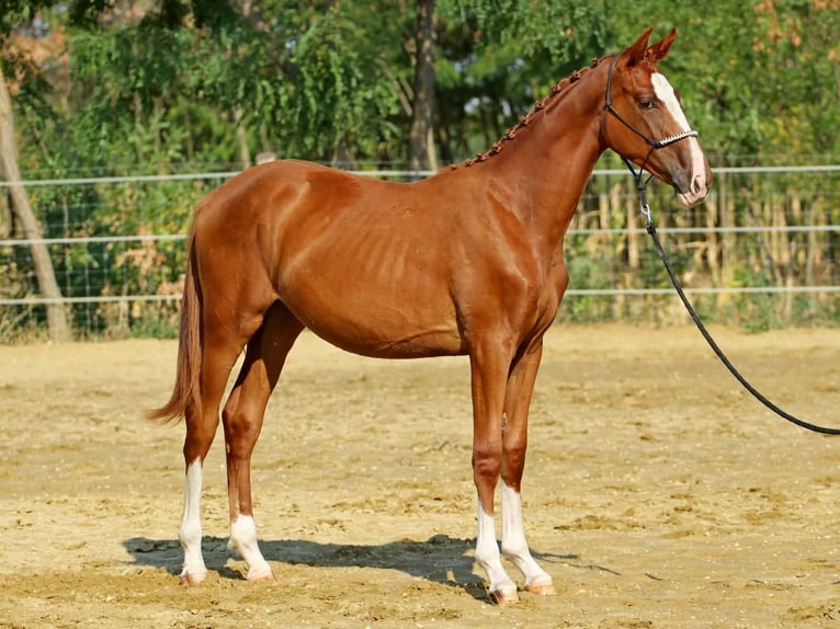 Kisber Klacz 1 Rok 145 cm Ciemnokasztanowata in Pér