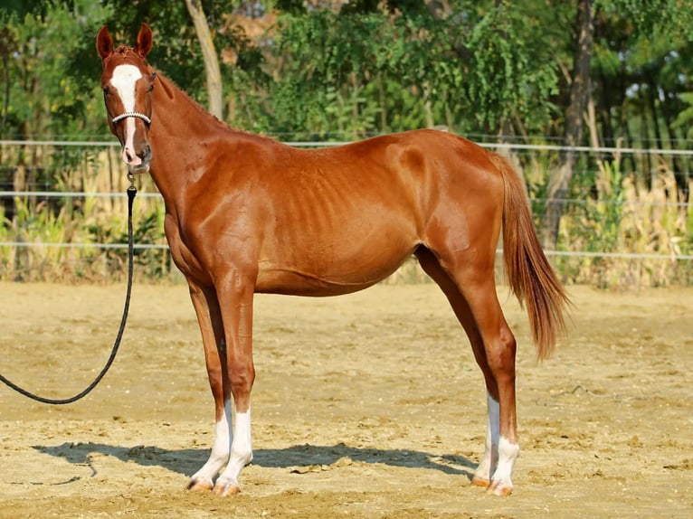 Kisber Klacz 1 Rok 145 cm Ciemnokasztanowata in Pér