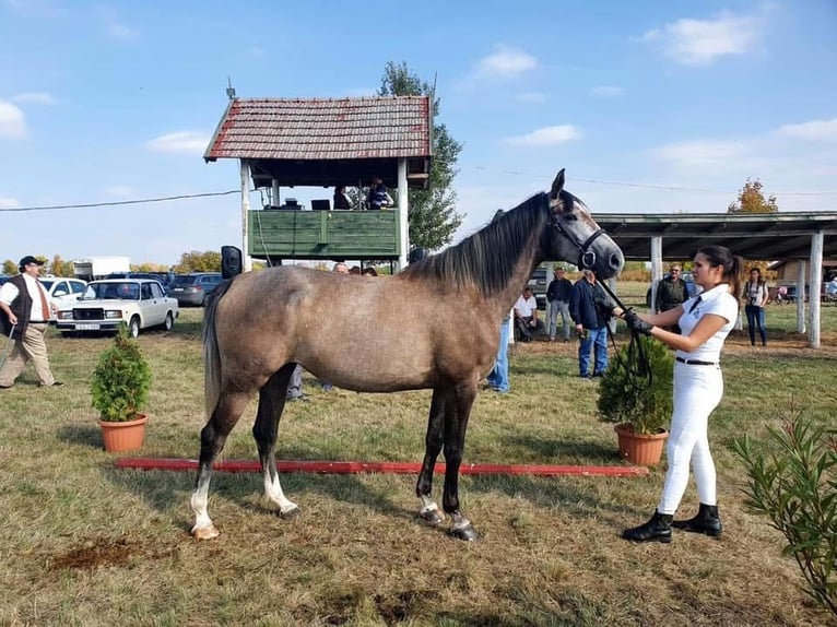 Kisber Mix Mare 2 years 14,2 hh Bay in Füzesgyarmat