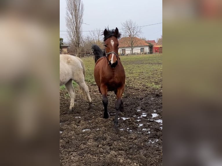 Kisber Mix Mare 2 years 14,2 hh Bay in Füzesgyarmat