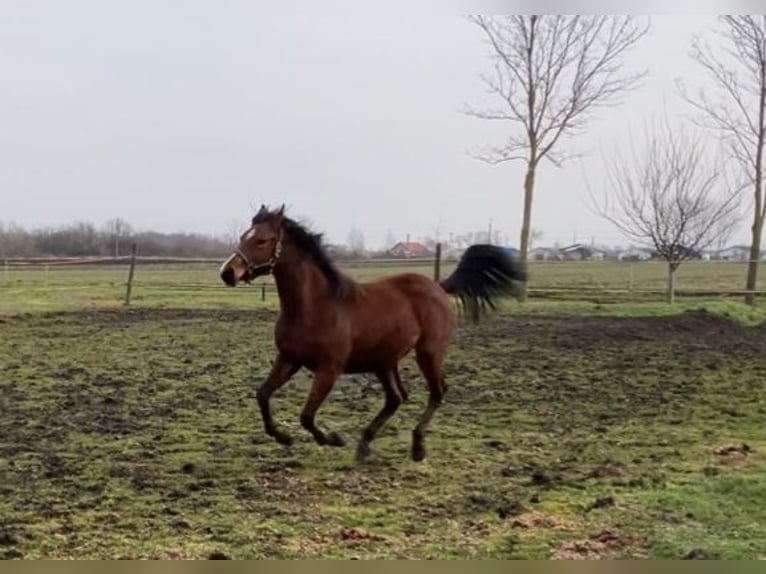 Kisber Mix Mare 2 years 14,2 hh Bay in Füzesgyarmat