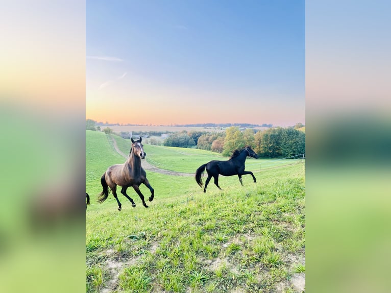 Kisber Mare 3 years 16,2 hh Brown in Haidershofen