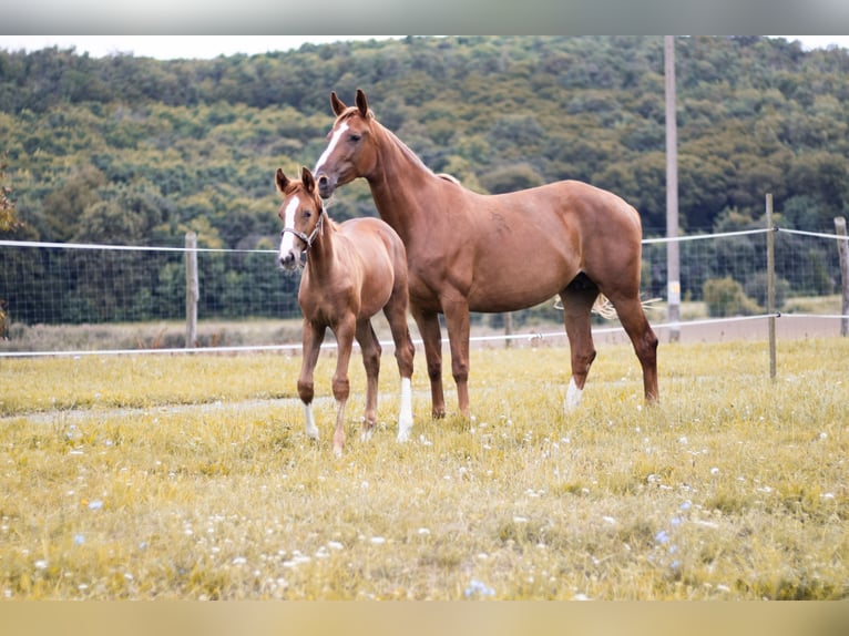 Kisber Mare 6 years 15,2 hh Sorrel in Kőszeg