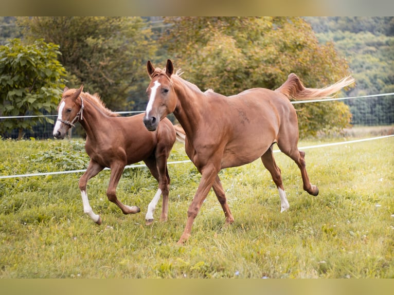 Kisber Mare 6 years 15,2 hh Sorrel in Kőszeg