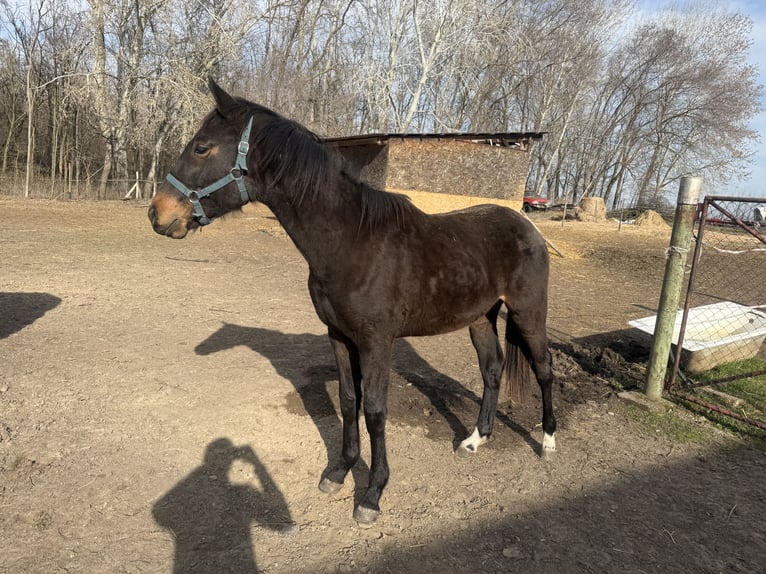 Kisber Ogier 2 lat 165 cm Ciemnogniada in Abony