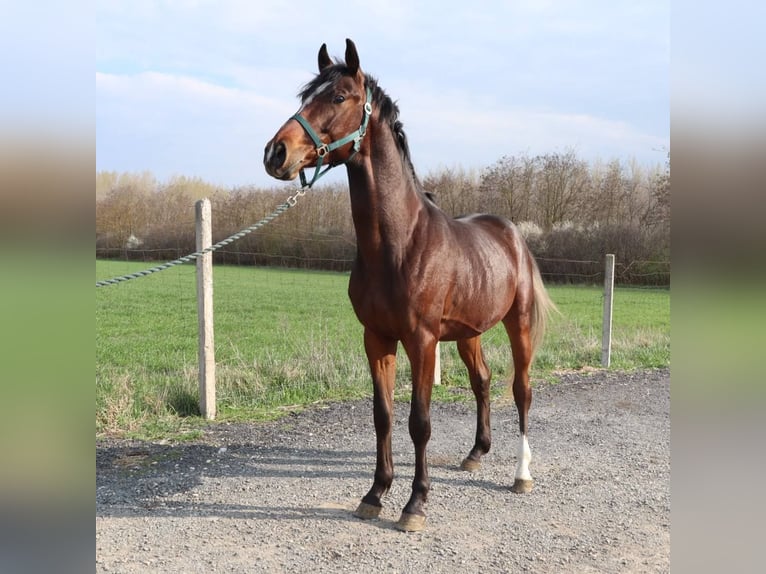 Kisber Ogier 3 lat 162 cm Jasnogniada in V&#xE1;mosszabadi