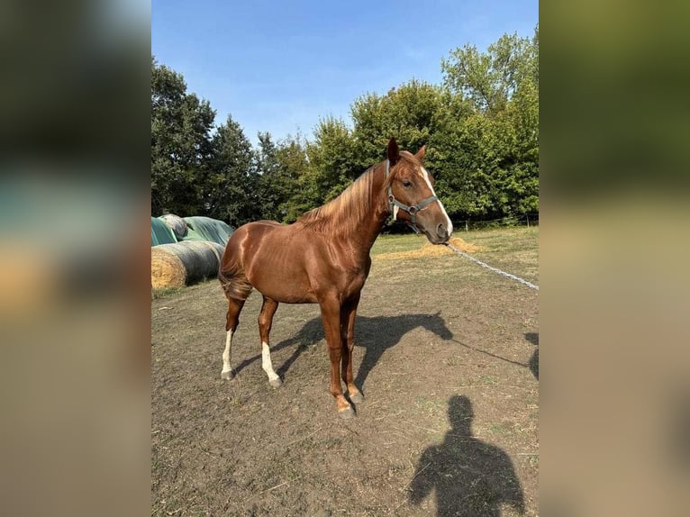 Kisber Stallion 1 year 15,1 hh Chestnut-Red in Kajárpéc