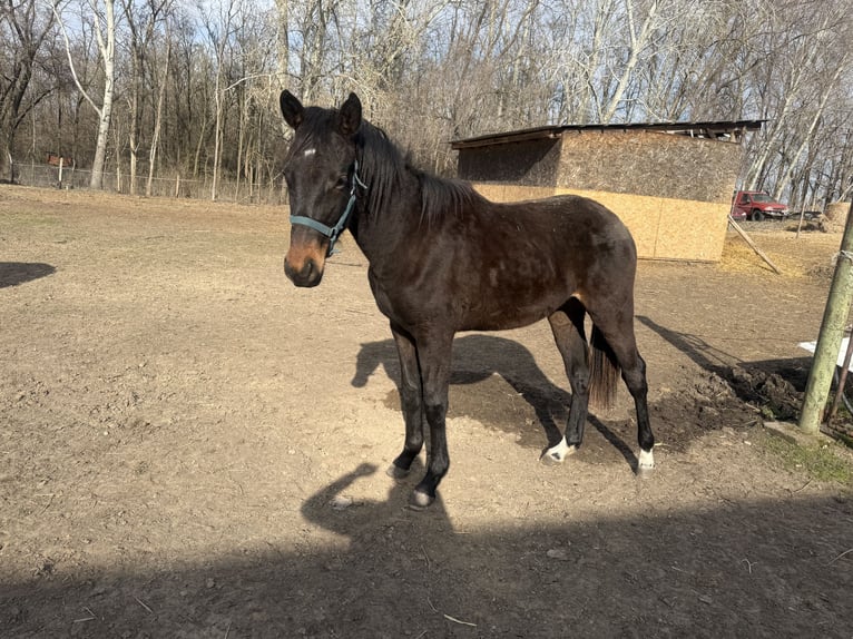 Kisber Stallion 2 years 16 hh Bay-Dark in Abony