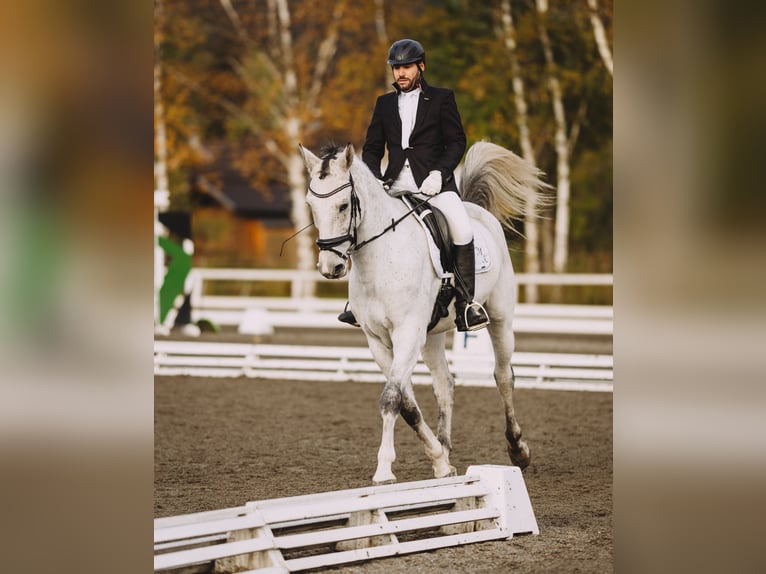 Kisber Stallion 7 years 16,1 hh Gray-Fleabitten in Zederhaus