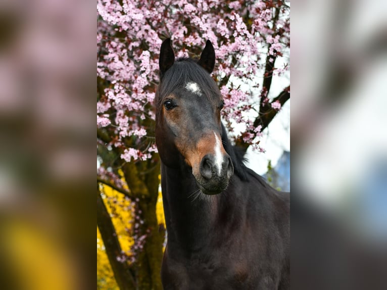 Kisber Stallion 8 years 16 hh Bay-Dark in Interlaken