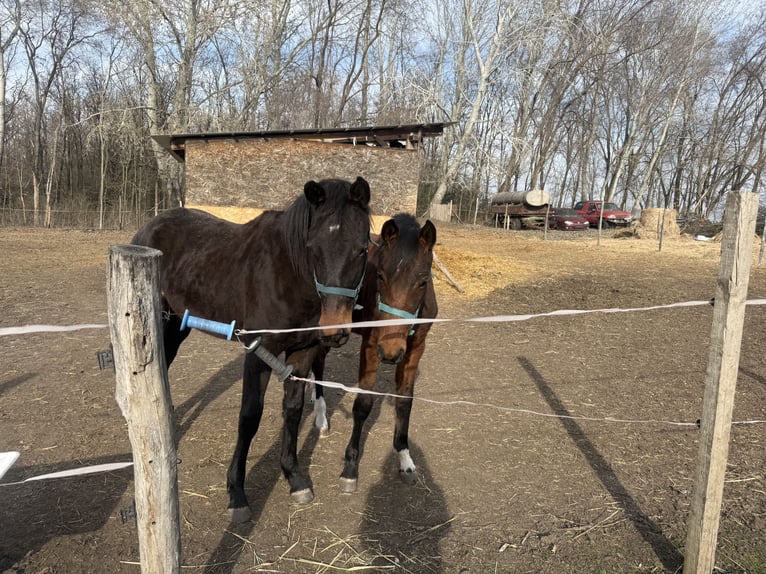 Kisber Stallone 2 Anni 165 cm Baio scuro in Abony