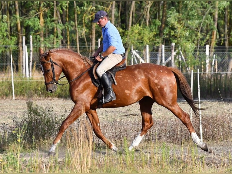 Kisber Stallone 3 Anni 164 cm Sauro scuro in Debrecen