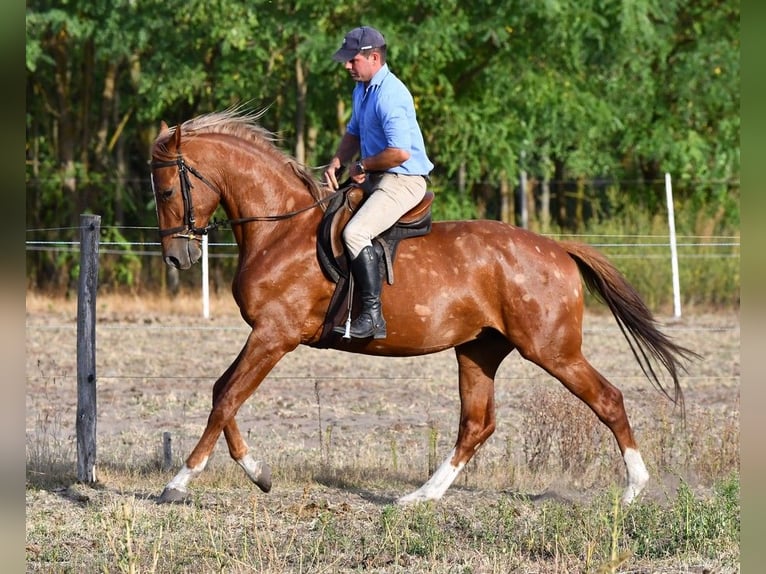 Kisber Stallone 3 Anni 164 cm Sauro scuro in Debrecen