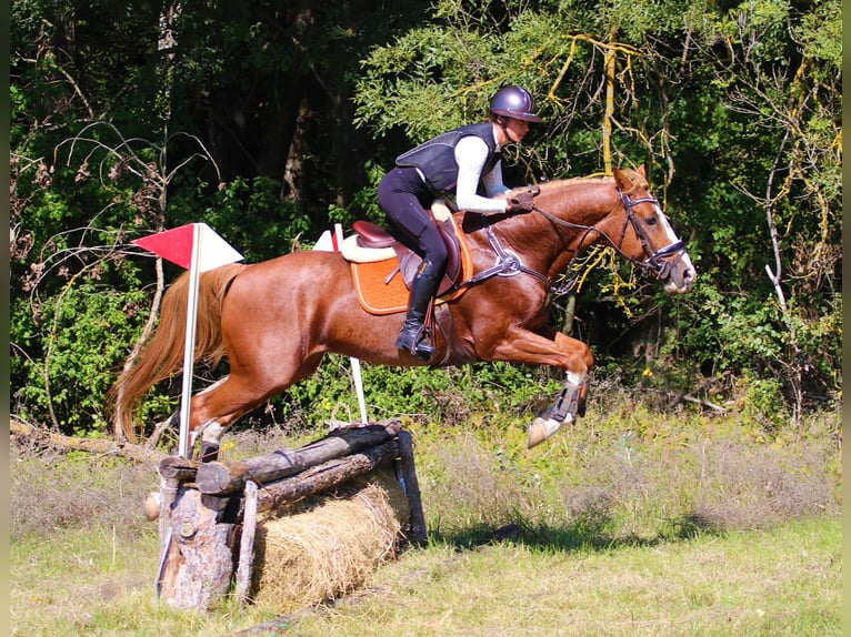 Kisber Stallone 7 Anni 167 cm Sauro scuro in Pér