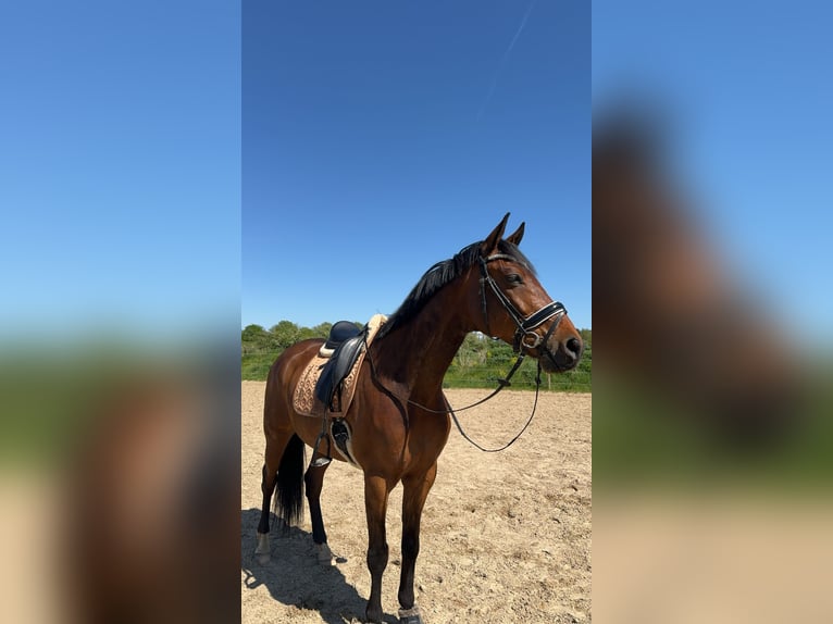 Kisber Valack 6 år 170 cm Brun in Lottorf