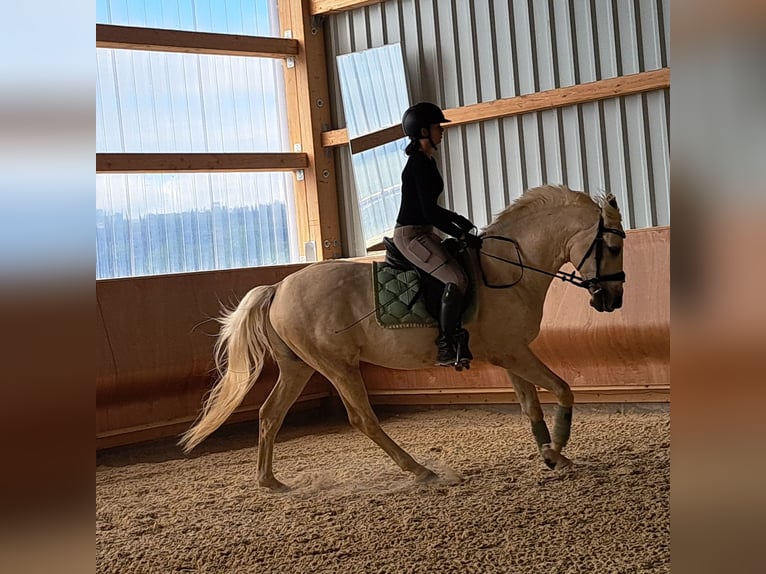 Kisber Valack 8 år 165 cm Palomino in Ampflwang