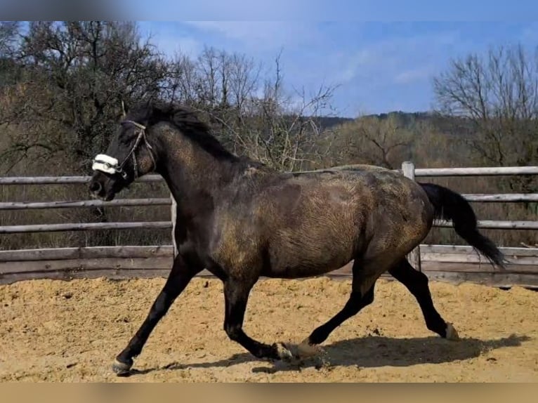 Kisber Wałach 15 lat 171 cm Ciemnogniada in Böheimkirchen