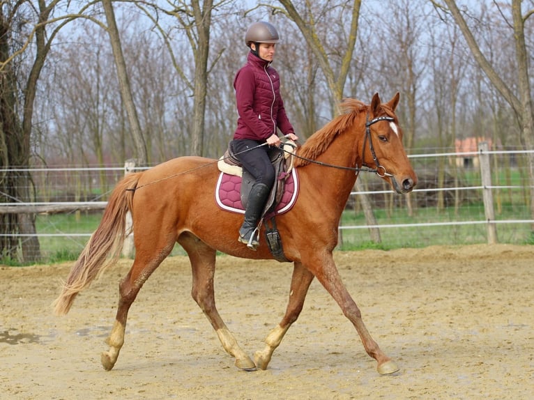 Kisber Wałach 4 lat 163 cm Kasztanowata in Pér