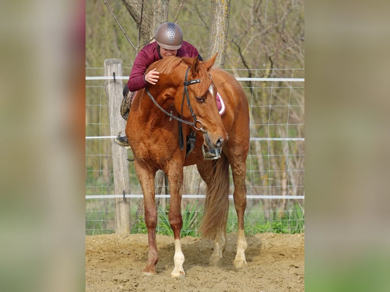 Kisber Wałach 4 lat 163 cm Kasztanowata in Pér