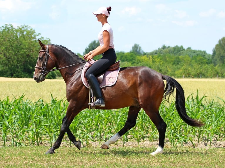 Kisber Wałach 4 lat 165 cm Ciemnogniada in Pér
