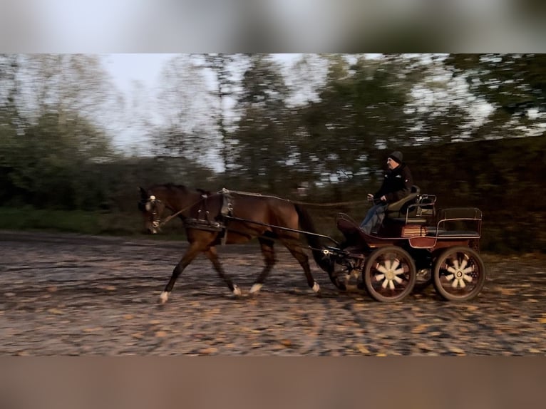 Kisber Wałach 6 lat 170 cm Gniada in Lottorf