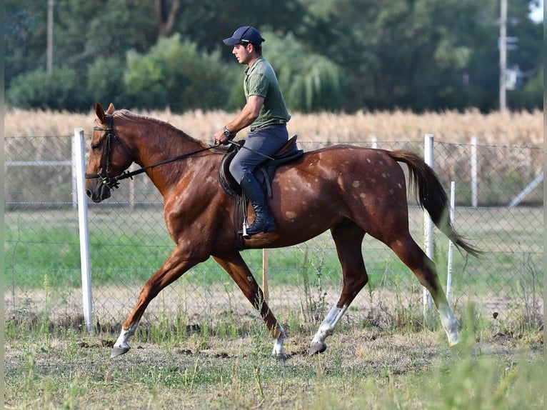 Kisberer Étalon 3 Ans 164 cm Alezan brûlé in Debrecen