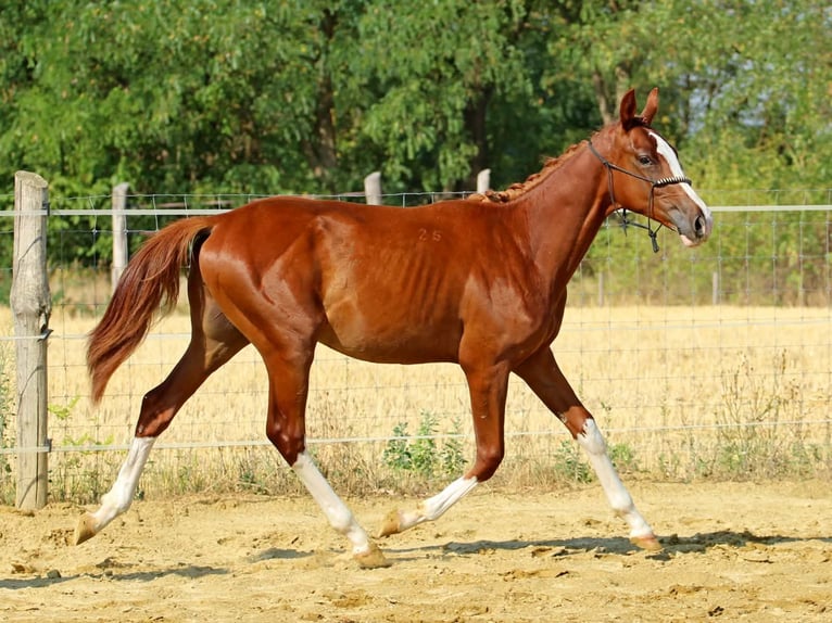 Kisberer Hengst 1 Jaar 138 cm Donkere-vos in Pér