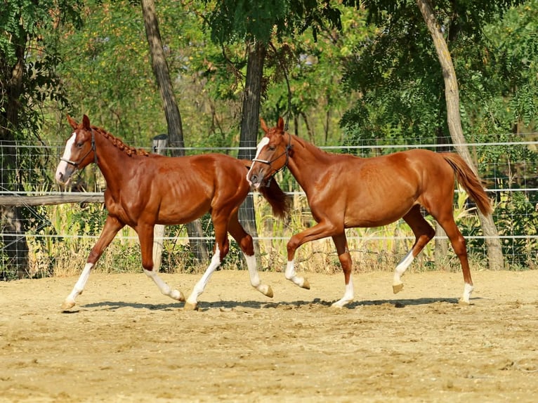 Kisberer Hengst 1 Jaar 138 cm Donkere-vos in Pér