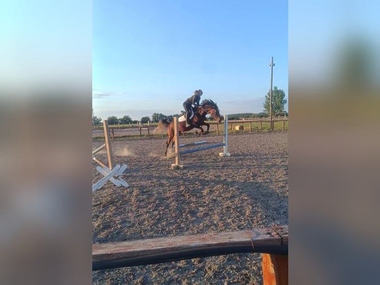 Kisberer Hengst 3 Jahre 162 cm Hellbrauner in V&#xE1;mosszabadi