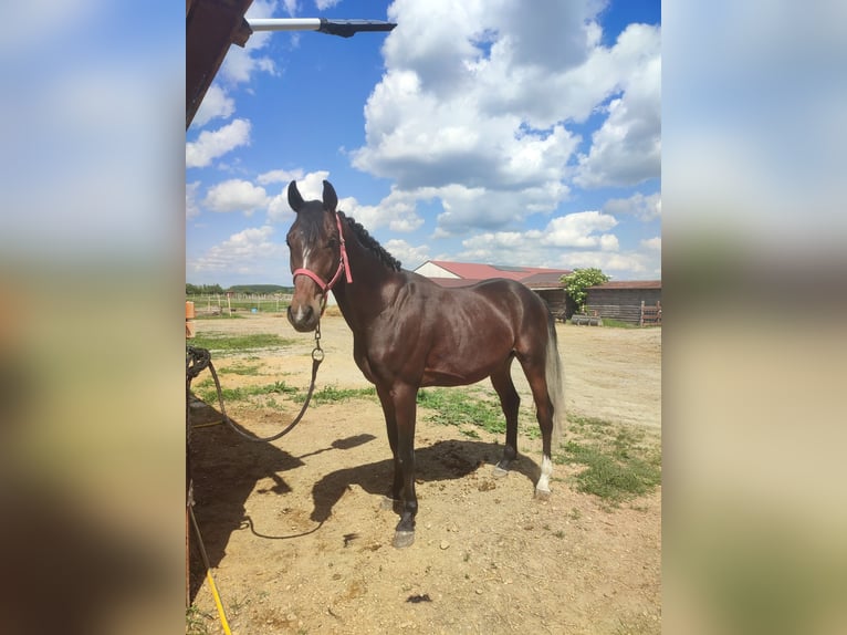Kisberer Hengst 3 Jahre 162 cm Hellbrauner in V&#xE1;mosszabadi