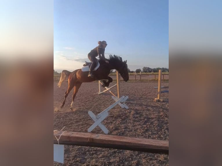 Kisberer Hengst 3 Jahre 162 cm Hellbrauner in V&#xE1;mosszabadi