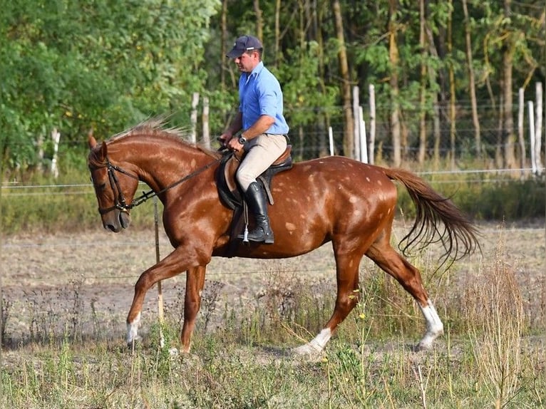 Kisberer Hengst 3 Jahre 164 cm Dunkelfuchs in Debrecen