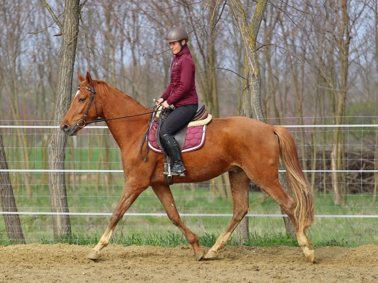 Kisberer Hongre 4 Ans 163 cm Alezan in Pér