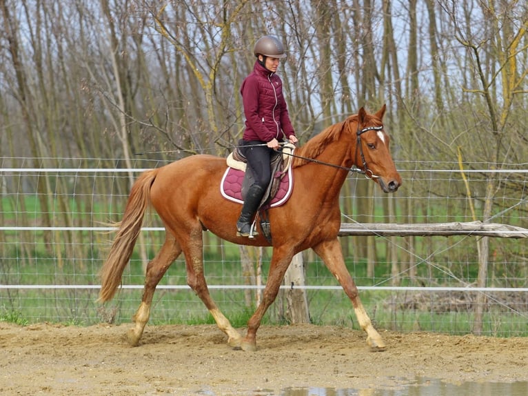 Kisberer Hongre 4 Ans 163 cm Alezan in Pér