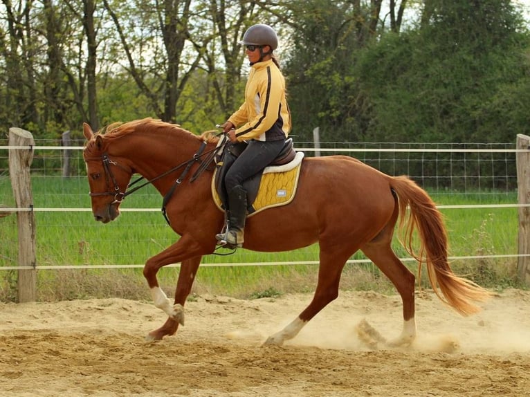 Kisberer Hongre 4 Ans 167 cm Alezan brûlé in Pér