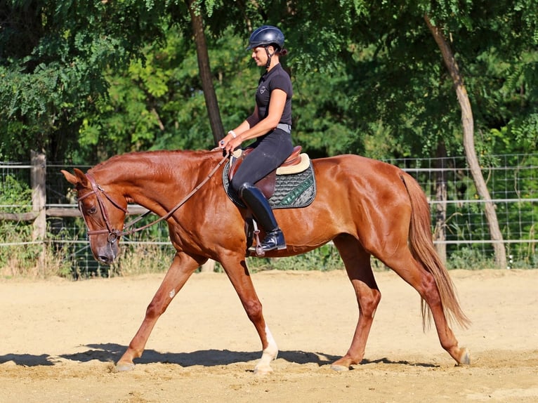 Kisberer Hongre 4 Ans 170 cm Alezan brûlé in Pér