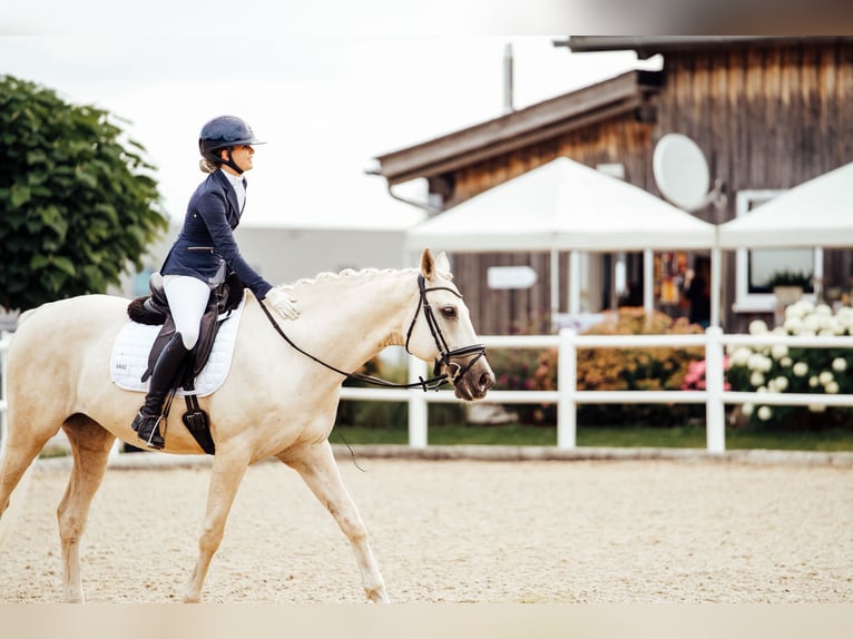 Kisberer Hongre 9 Ans 165 cm Palomino in Ampflwang