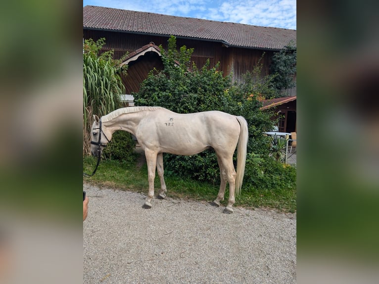 Kisberer Hongre 9 Ans 165 cm Palomino in Ampflwang