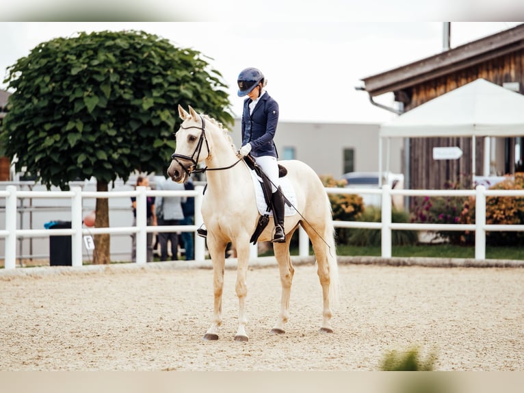 Kisberer Hongre 9 Ans 165 cm Palomino in Ampflwang