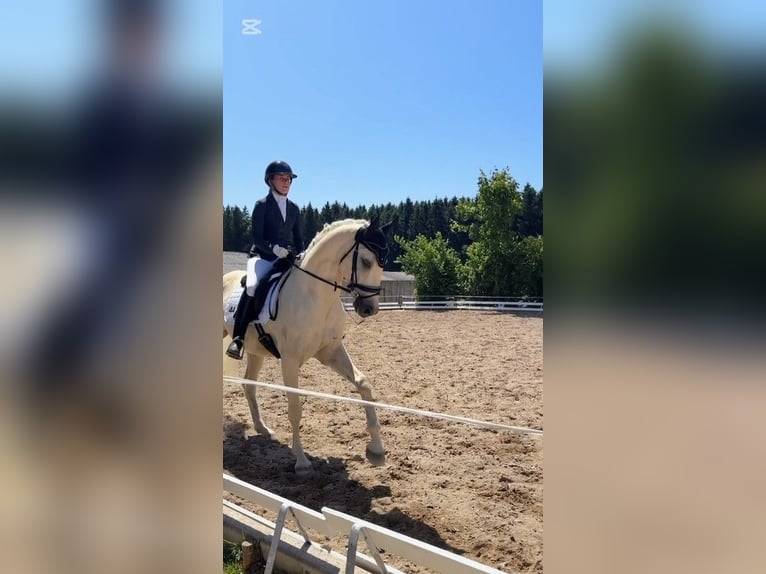 Kisberer Hongre 9 Ans 165 cm Palomino in Ampflwang