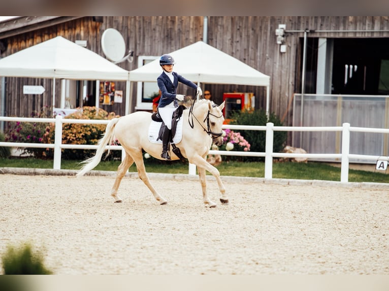 Kisberer Hongre 9 Ans 165 cm Palomino in Ampflwang
