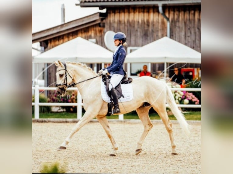 Kisberer Hongre 9 Ans 165 cm Palomino in Ampflwang