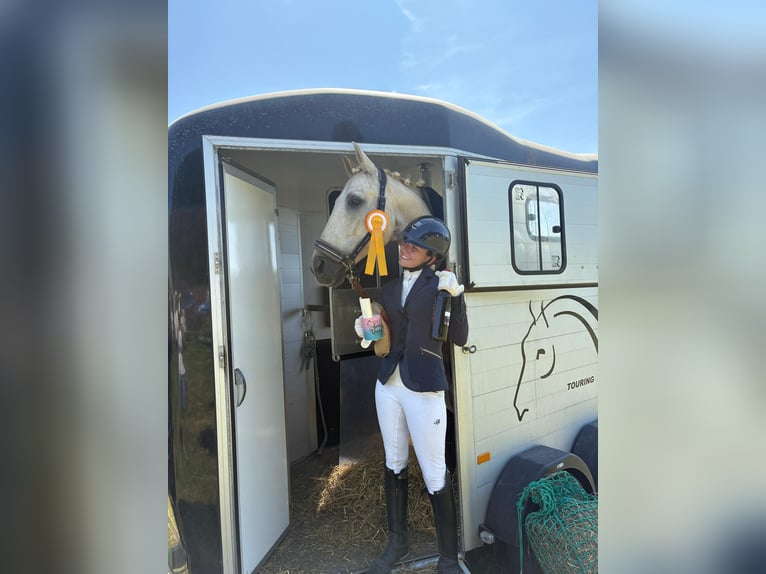 Kisberer Hongre 9 Ans 165 cm Palomino in Ampflwang