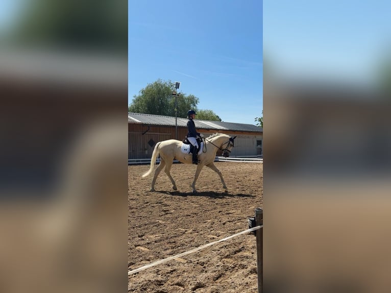 Kisberer Hongre 9 Ans 165 cm Palomino in Ampflwang