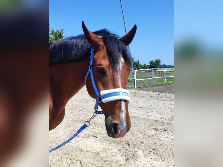 Kisberer Hongre 9 Ans 170 cm Bai in Kottingbrunn