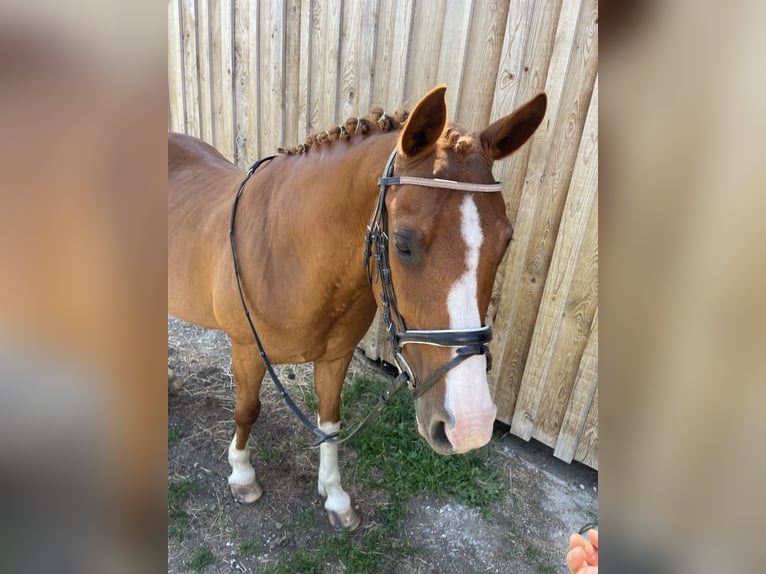 Kisberer Jument 15 Ans 158 cm Alezan in Edelschrott