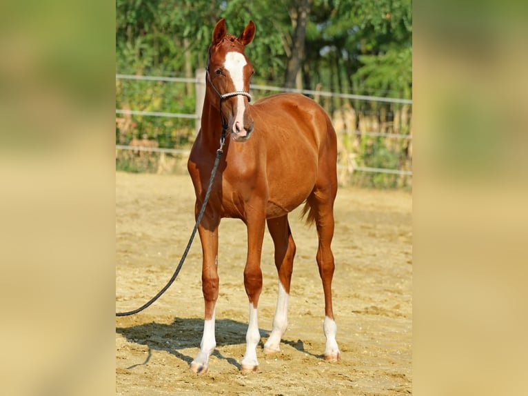 Kisberer Merrie 1 Jaar 145 cm Donkere-vos in Pér